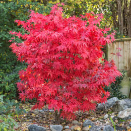 Maple, Japanese 'Osakazuki'